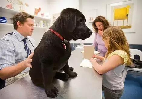 狗狗骨折怎么减轻痛苦,狗狗骨折最佳治疗方法