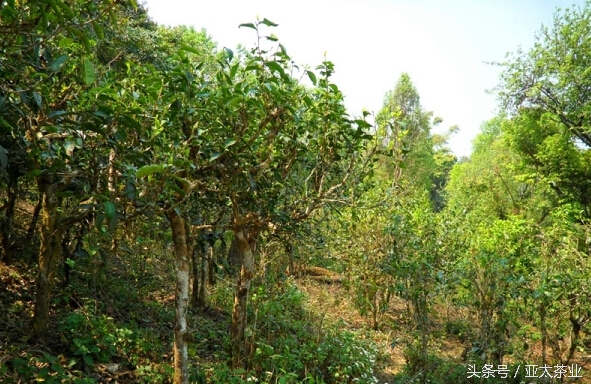 冰岛普洱茶茶山风景,普洱名山薄荷塘