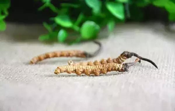 冬虫夏草|冬病夏治——“天下第一草”