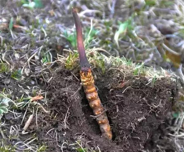 冬虫夏草|冬病夏治——“天下第一草”