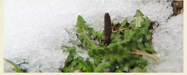 冬虫夏草|冬病夏治——“天下第一草”