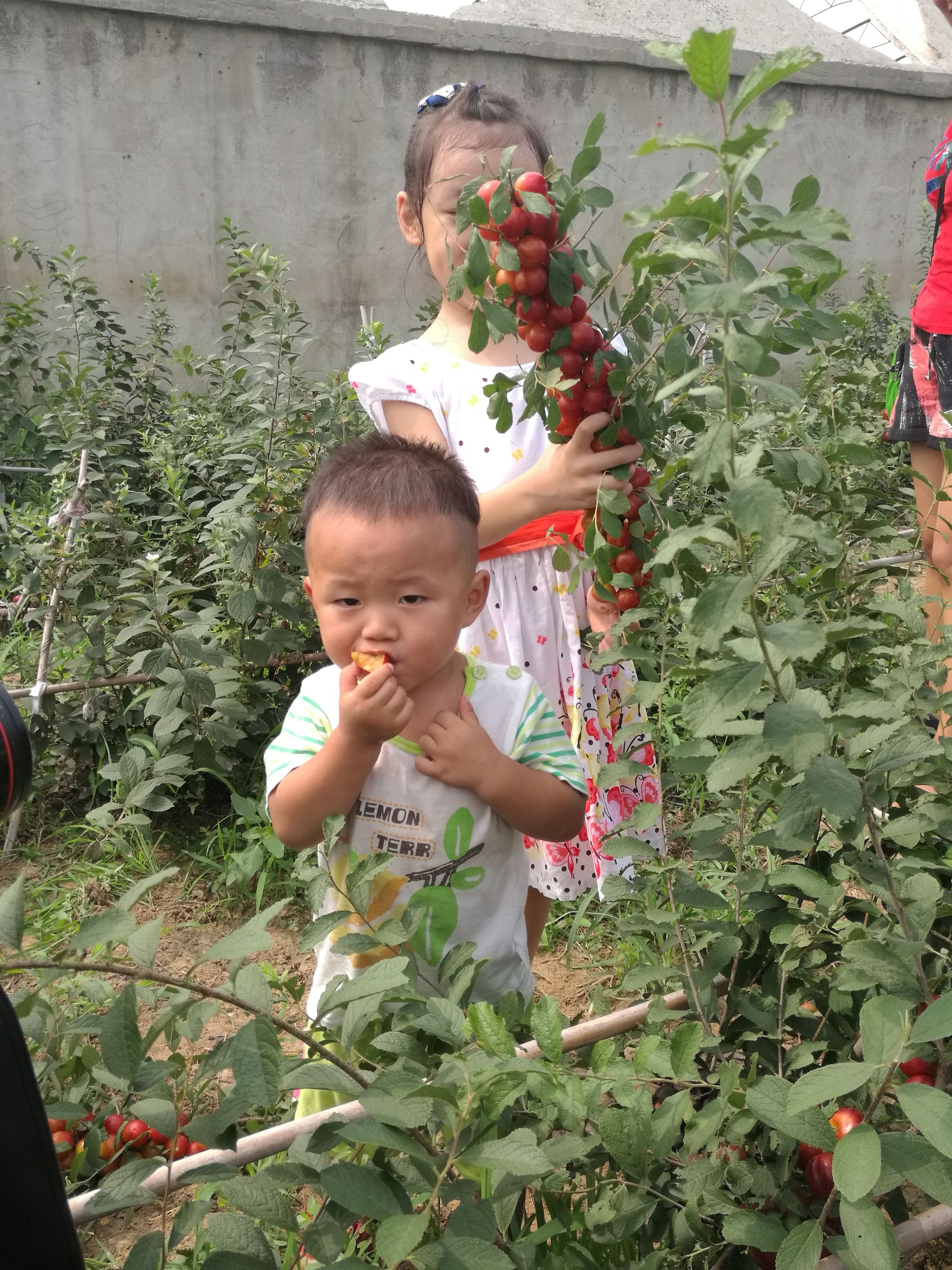欧李是什么李子,欧李与普通李子的区别