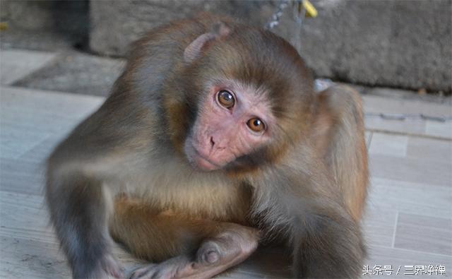 今年什么生肖犯太岁怎么化解,兔犯太岁戴什么生肖化解吉祥