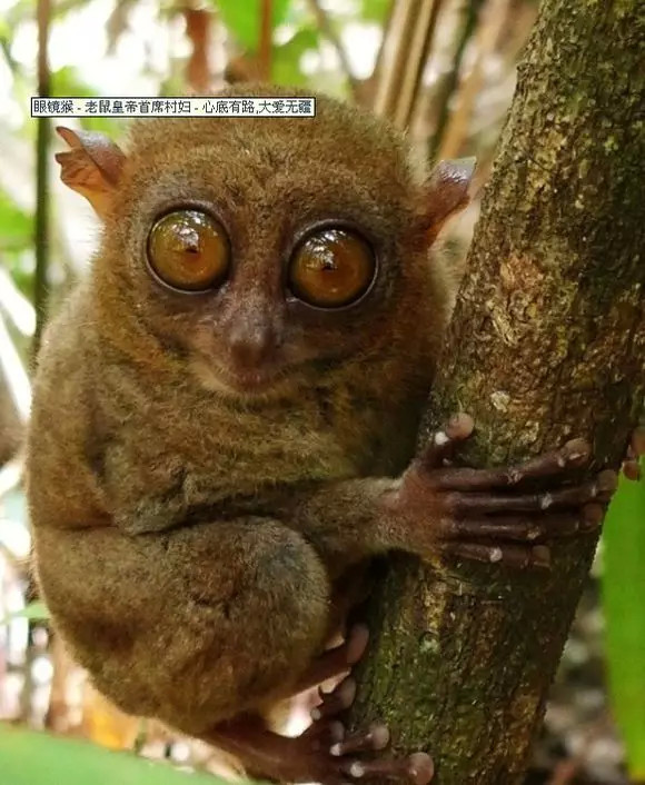 盗墓笔记最详细的豆瓣评论,盗墓笔记书名评分