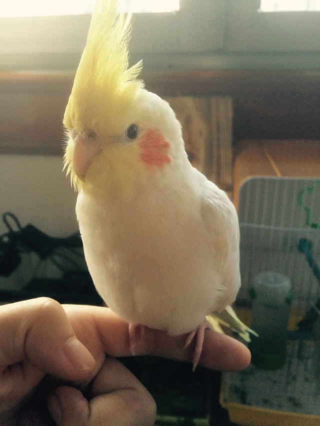 虎皮鹦鹉多少天可以拿出来手养,手养虎皮鹦鹉雏鸟训练教程视频