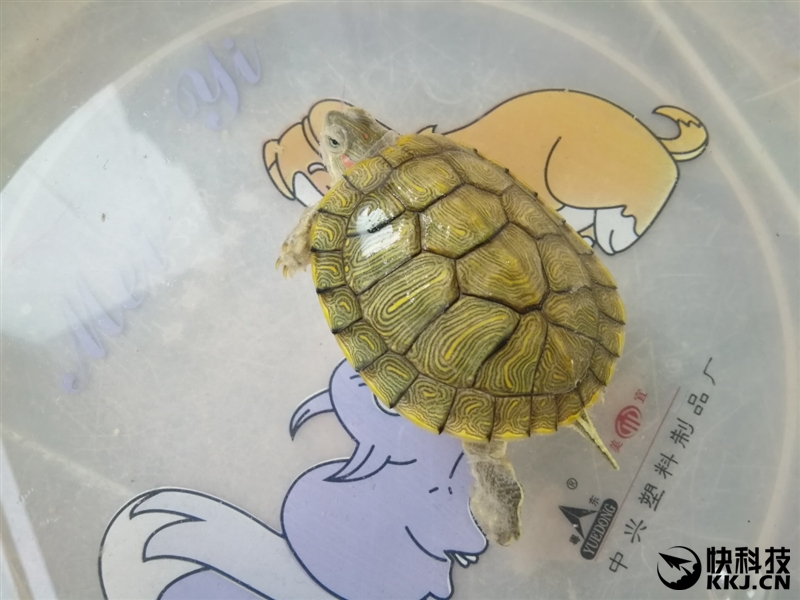 荣耀note8支持256g吗,荣耀6.5英寸高端机