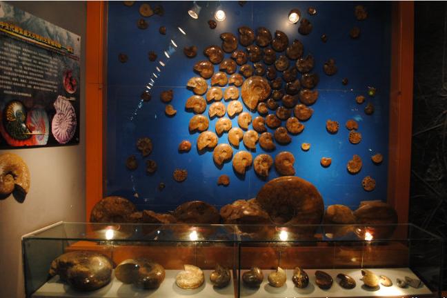 中国地质博物馆百年，这30件藏品亮瞎你的双眼