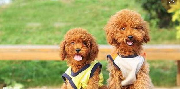 泰迪饲养注意事项,夏天泰迪狗狗生产注意事项