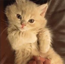 复活盘点喵星人假死吓主人,猫咪视角贞子