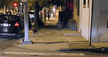 复活盘点喵星人假死吓主人,猫咪视角贞子