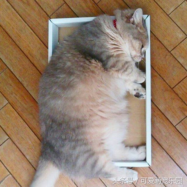 复活盘点喵星人假死吓主人,猫咪视角贞子