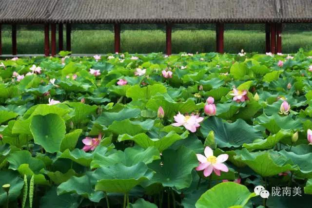甘肃省第一美人是谁,陇南美女甘肃