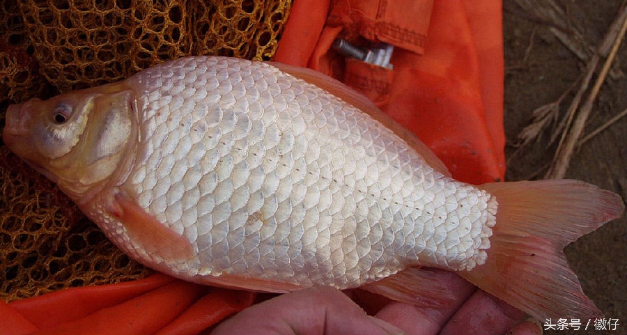 七十二杂鱼名称,三花五罗七十二杂鱼是指东北鱼吗
