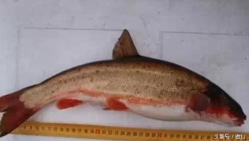 七十二杂鱼名称,三花五罗七十二杂鱼是指东北鱼吗