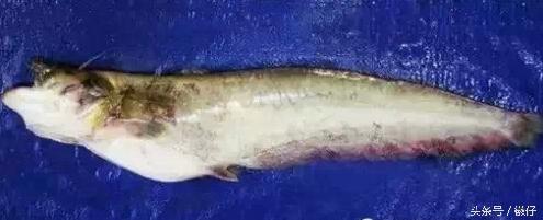 七十二杂鱼名称,三花五罗七十二杂鱼是指东北鱼吗