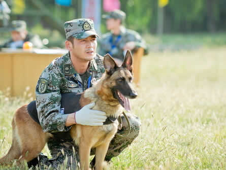 神犬小七第一季结局小七跟谁走了,神犬小七发生了什么