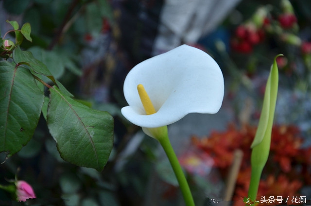 马蹄莲怎么养效果最好,马蹄莲在家养的寓意