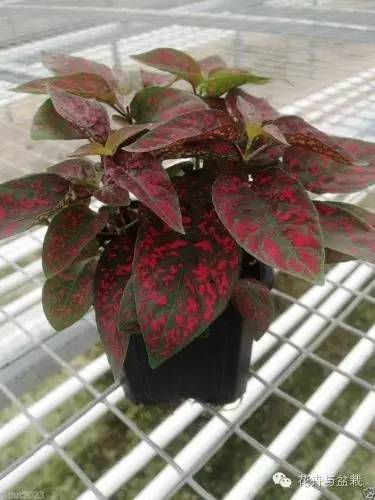 叶子斑斓的植物有哪些,叶子紫色有斑点植物