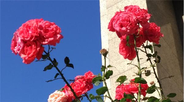 千元机搭载旗舰芯片,imx317和imx258手机镜头