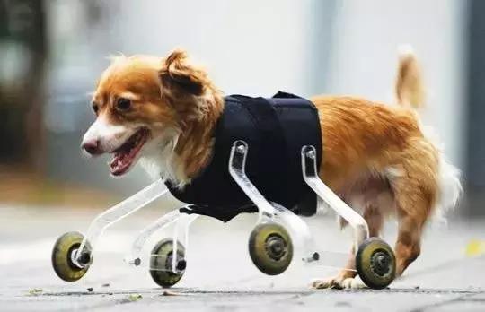 狗狗骨折怎么减轻痛苦,狗狗骨折最佳治疗方法