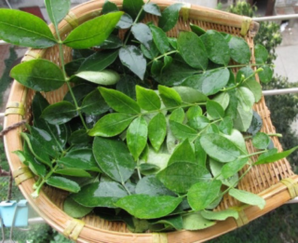 太震惊了!花椒是女性妇科病的克星