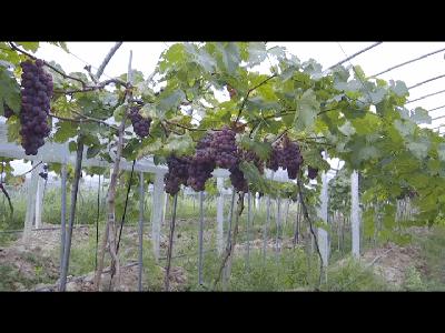 闽北葡萄又一村，教您如何挑选葡萄王