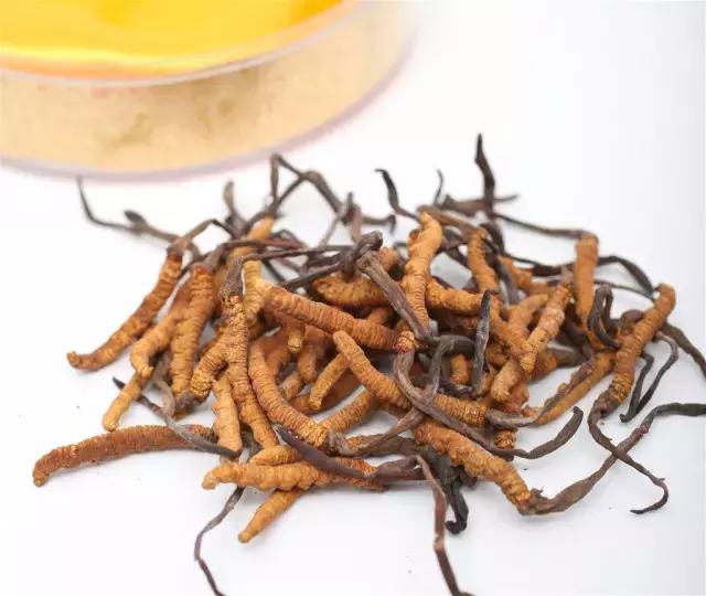 冬虫夏草|冬病夏治——“天下第一草”