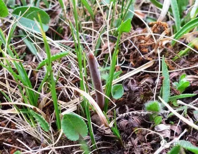 冬虫夏草|冬病夏治——“天下第一草”