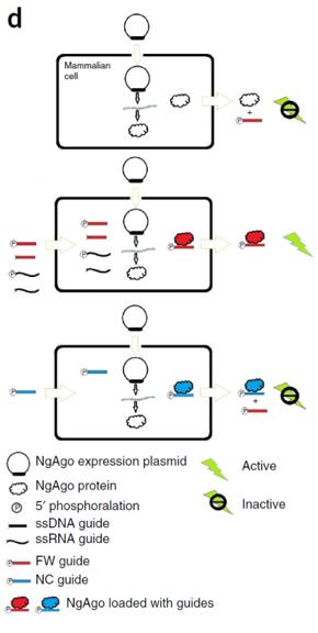 研究作假?面向质疑,韩春雨应该怎么做?