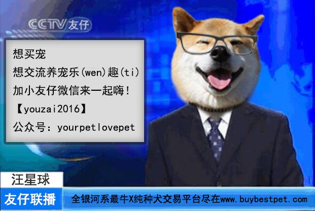 腿短是一种怎样的体验,纯柯基腿是什么标准的