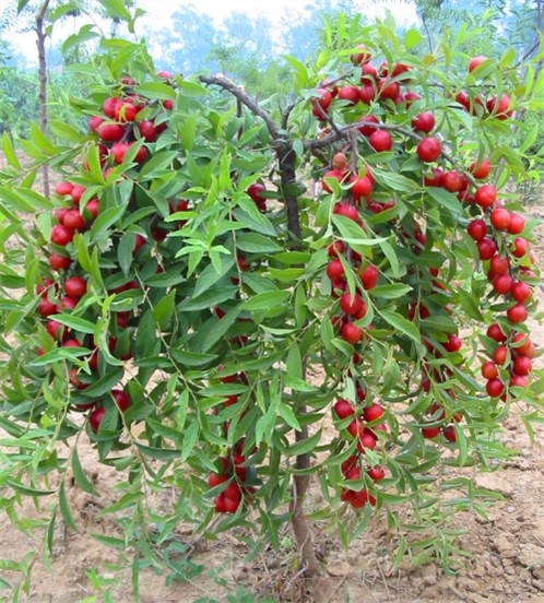 欧李是什么李子,欧李与普通李子的区别