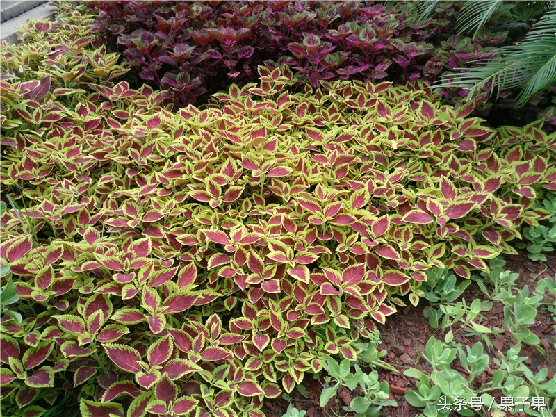 乐2pro现在还可以干什么,乐2pro手机怎么设置不卡