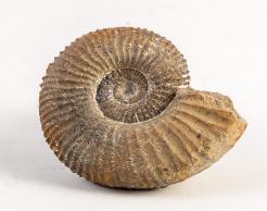 中国地质博物馆百年，这30件藏品亮瞎你的双眼