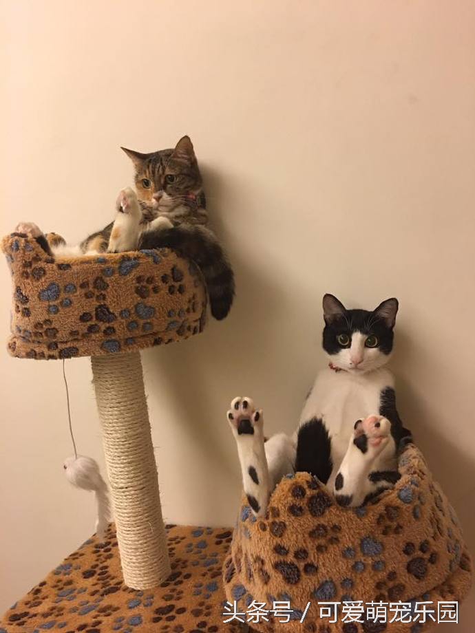 复活盘点喵星人假死吓主人,猫咪视角贞子