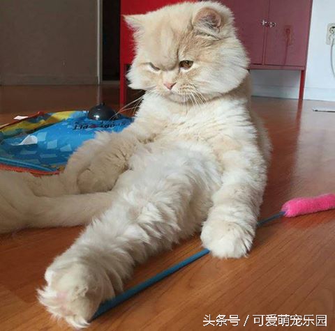 复活盘点喵星人假死吓主人,猫咪视角贞子