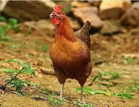 凭什么他的鸡这么受欢迎？给小编来一打！