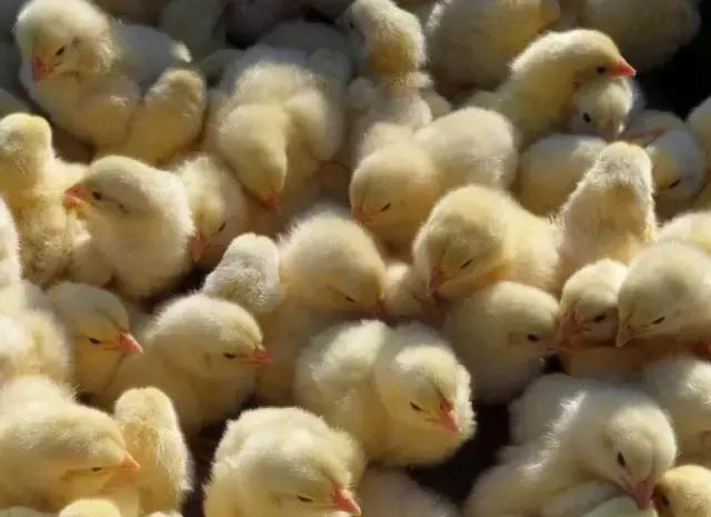 凭什么他的鸡这么受欢迎？给小编来一打！