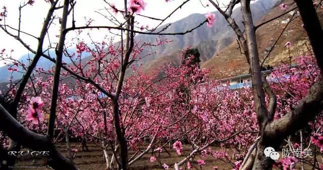 甘肃省第一美人是谁,陇南美女甘肃