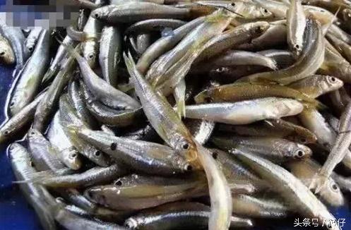 七十二杂鱼名称,三花五罗七十二杂鱼是指东北鱼吗