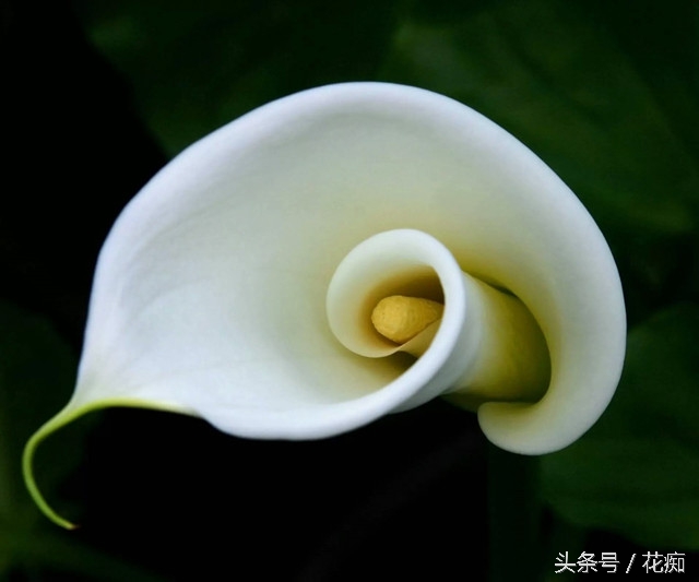 马蹄莲怎么养效果最好,马蹄莲在家养的寓意