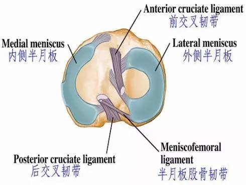 膝盖前后交叉韧带重建后康复教程,关于膝关节前交叉韧带重建