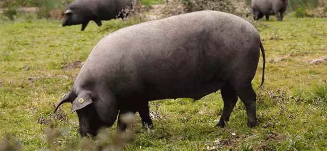 哪个地方有火腿 (有火腿的地方)