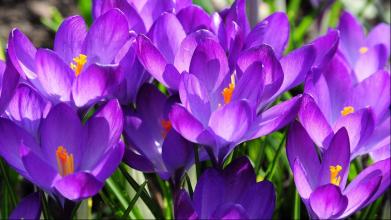 此花好看但有剧毒,此花剧毒千万别碰