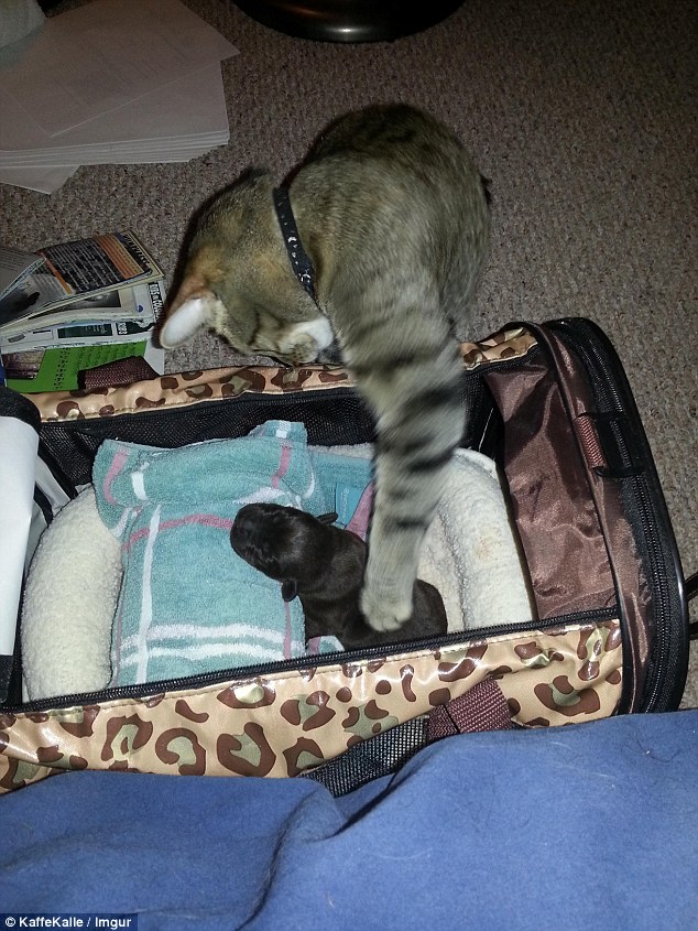 鐘笂鑵鎵嬫湳,涓婇瑁傜殑鐙楃嫍涓嶅仛鎵嬫湳鑳藉瓨娲诲悧