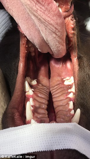 鐘笂鑵鎵嬫湳,涓婇瑁傜殑鐙楃嫍涓嶅仛鎵嬫湳鑳藉瓨娲诲悧