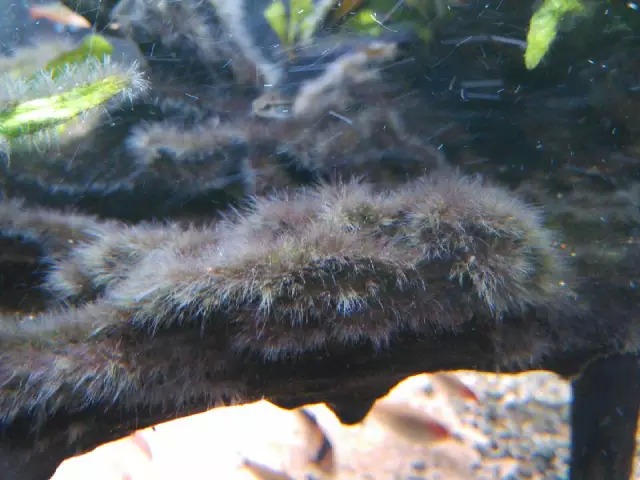 缸里同时长绿藻和黑毛藻,生态缸里为什么长黑毛藻