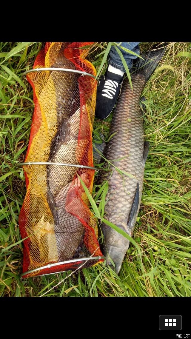 老鬼鳊鱼饵料配方,老鬼钓鳊鱼饵料