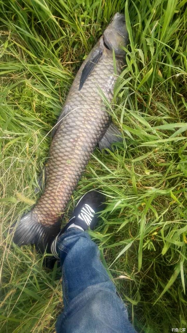 老鬼鳊鱼饵料配方,老鬼钓鳊鱼饵料