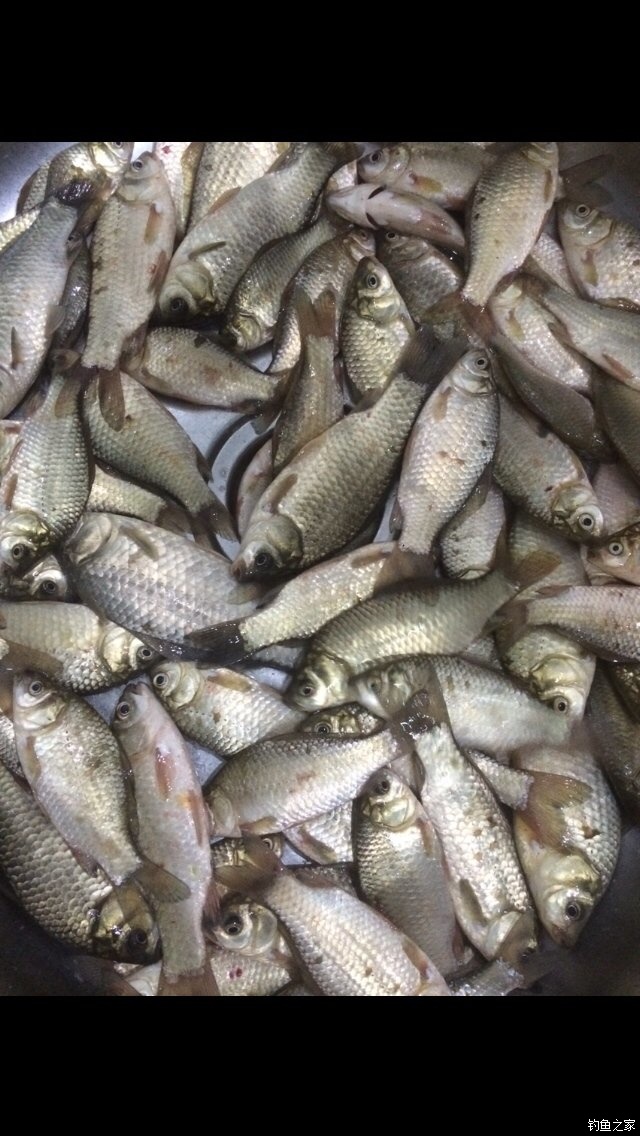 老鬼鳊鱼饵料配方,老鬼钓鳊鱼饵料