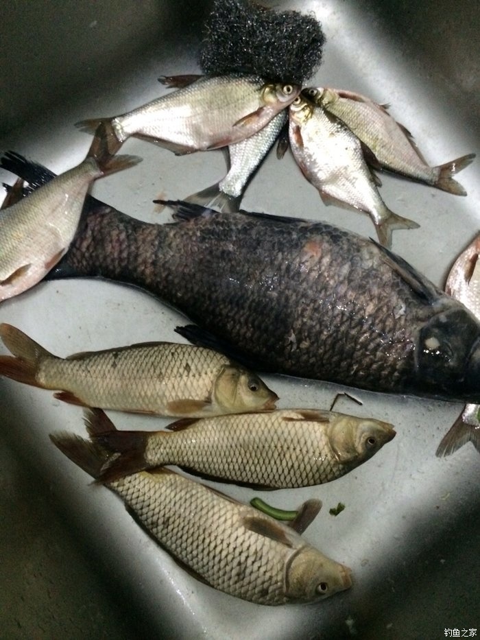 老鬼鳊鱼饵料配方,老鬼钓鳊鱼饵料